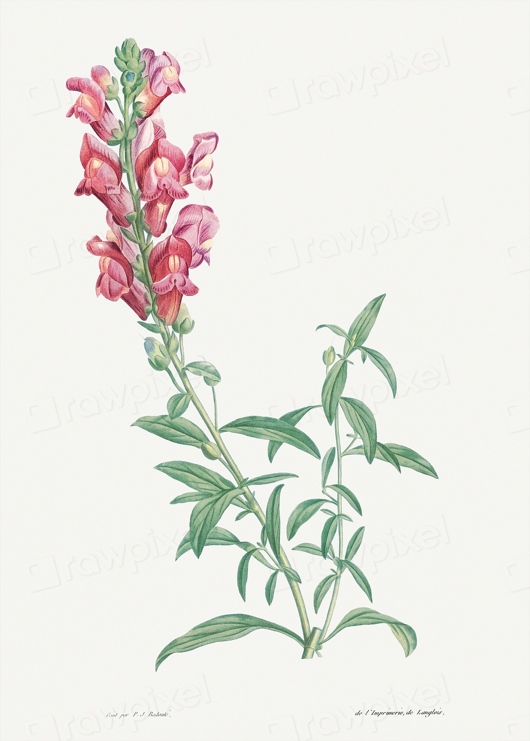 Antirrhinum Ботаническая иллюстрация