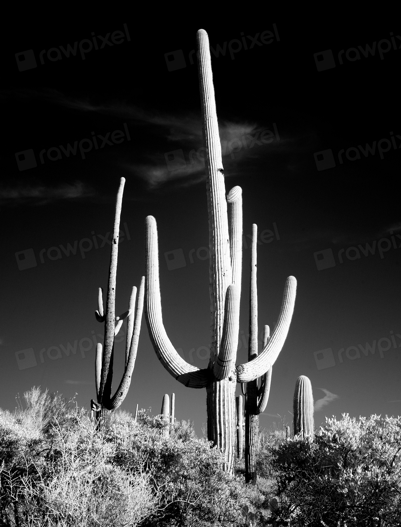 Saguaro Cactus Tucson, Arizona. Original | Free Photo - rawpixel