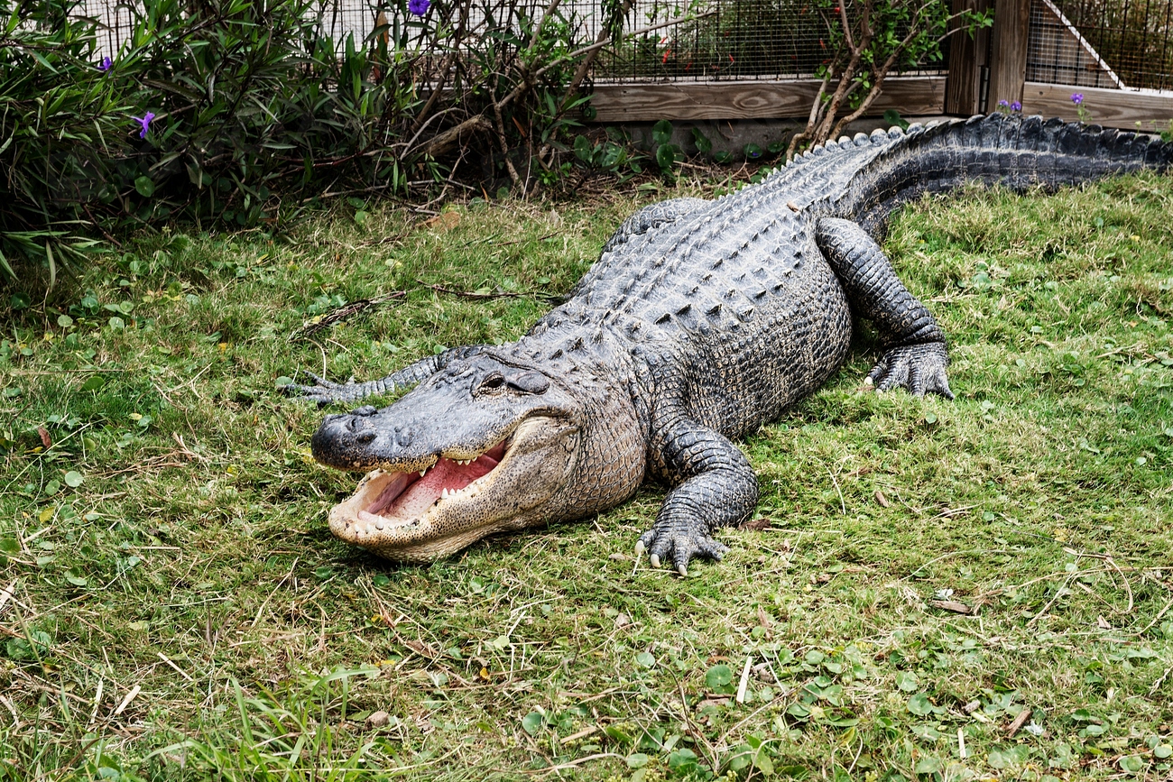 Alligator at the Texas State | Free Photo - rawpixel