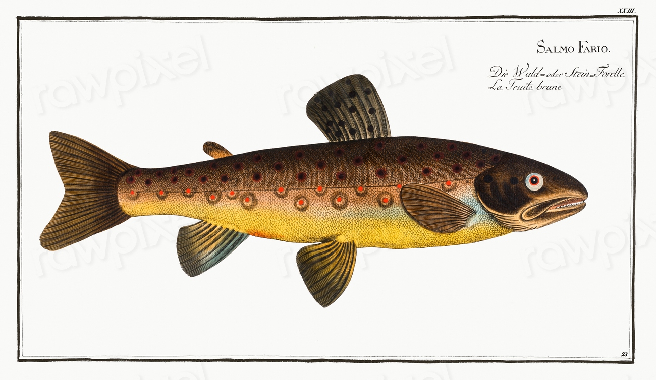 Brown Trout (Salmo Fario) Ichtylogie, | Free Photo Illustration - rawpixel