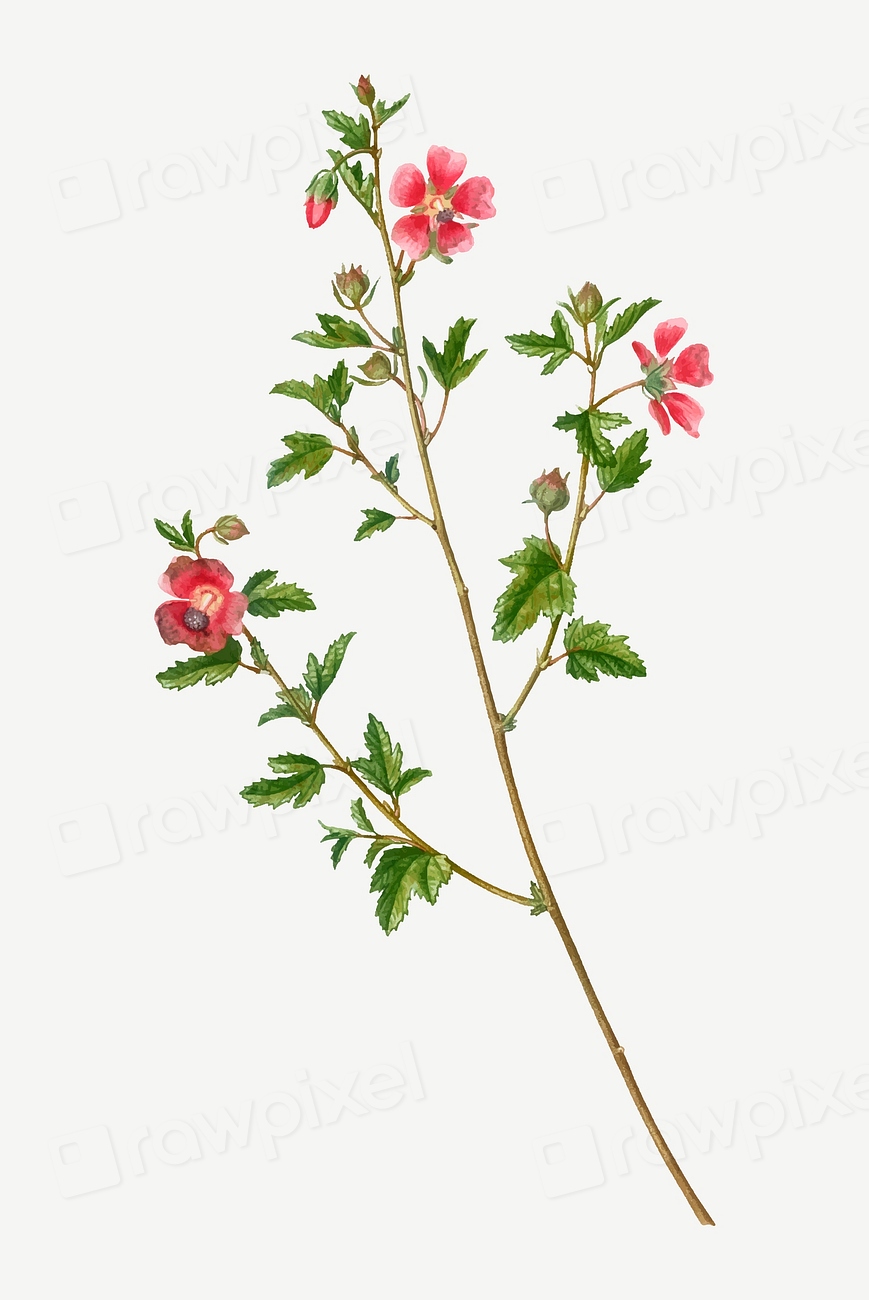 Vintage cape Africanqueen vector Premium Vector Illustration rawpixel