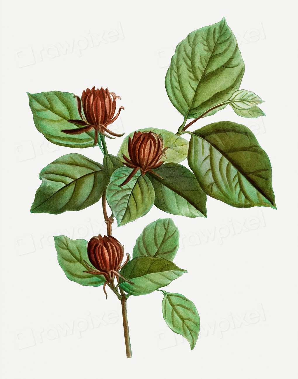 Vintage carolina allspice flower illustration Premium PSD