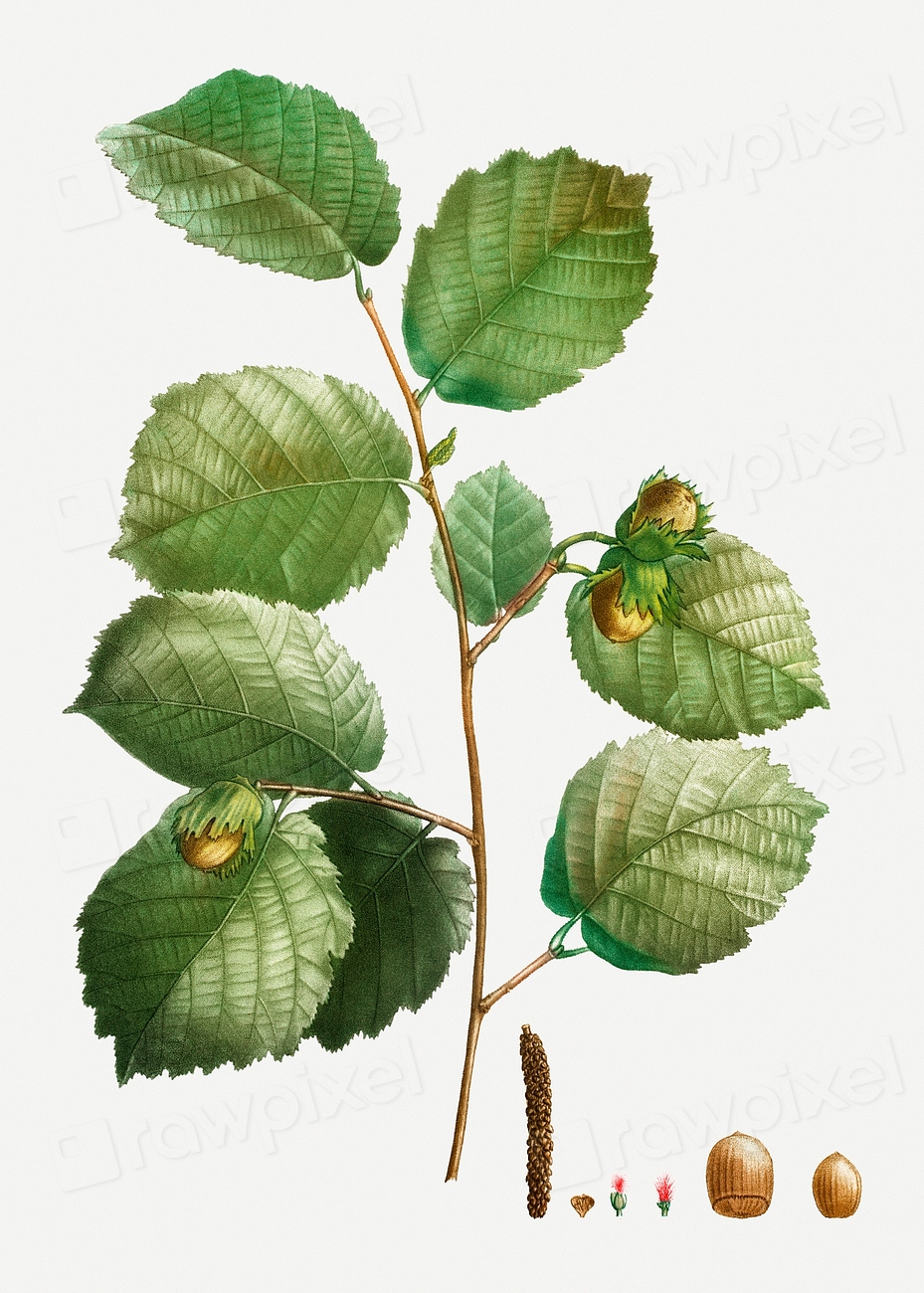 Vintage hazelnut tree branch illustration Premium PSD rawpixel