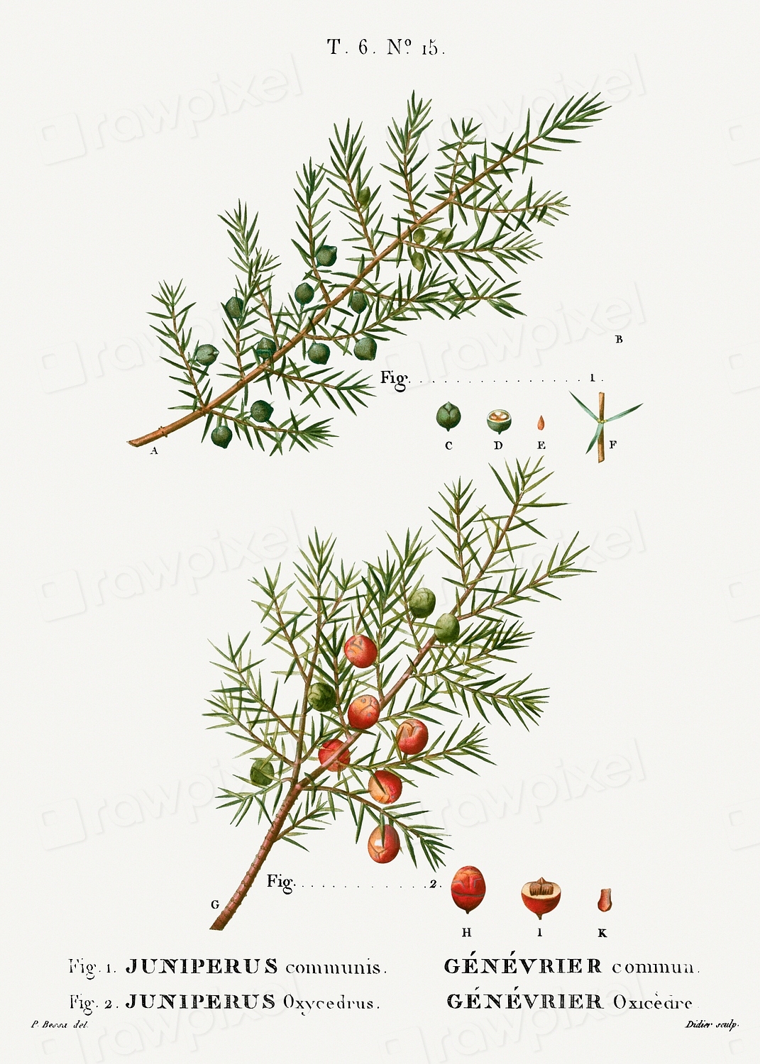 Common juniper, Juniperus communis and | Free Photo Illustration - rawpixel