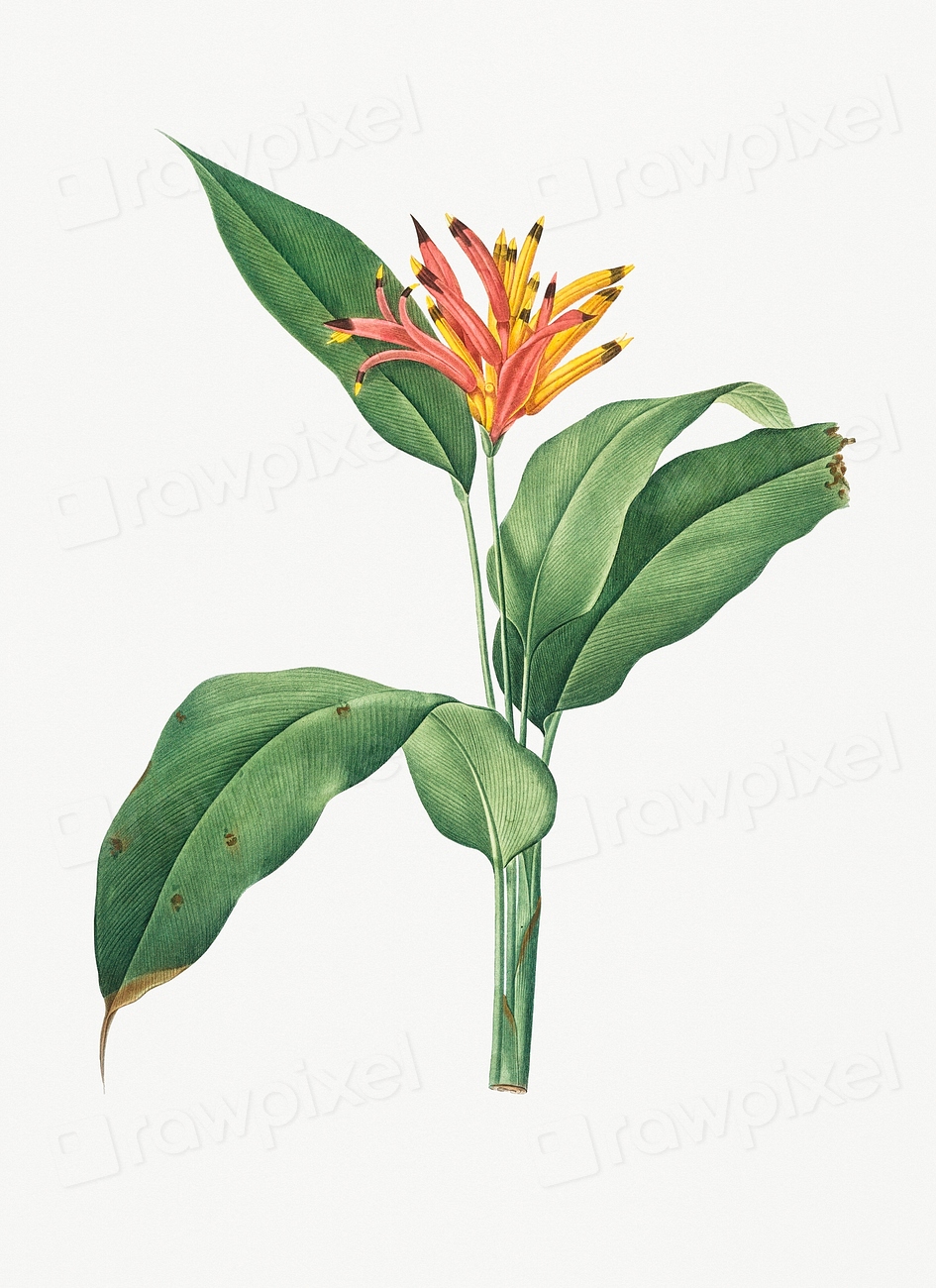 Vintage Illustration of Lobster claws Premium PSD rawpixel