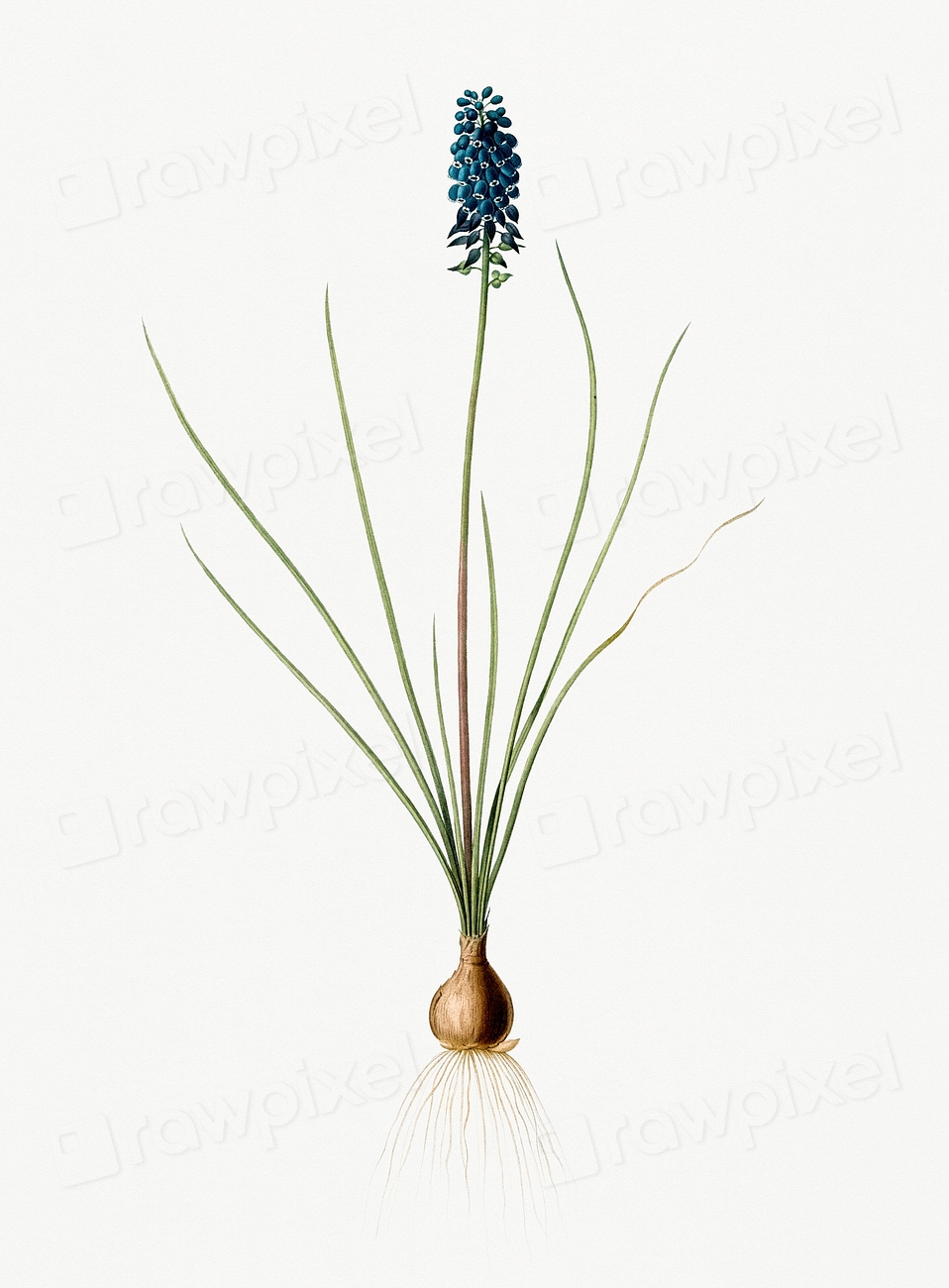 Vintage Illustration of Grape hyacinth Premium PSD Illustration