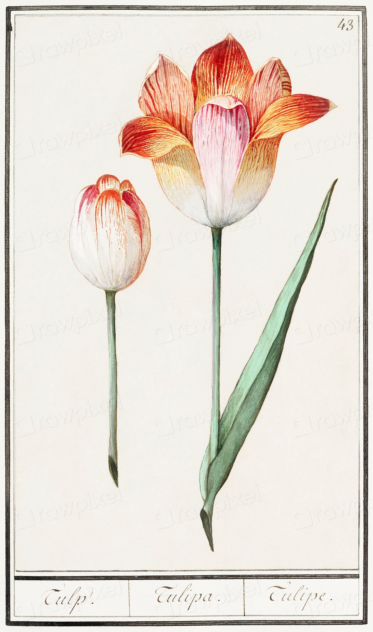 Tulip, Tulipa (1596–1610) Anselmus Boëtius | Free Photo Illustration ...