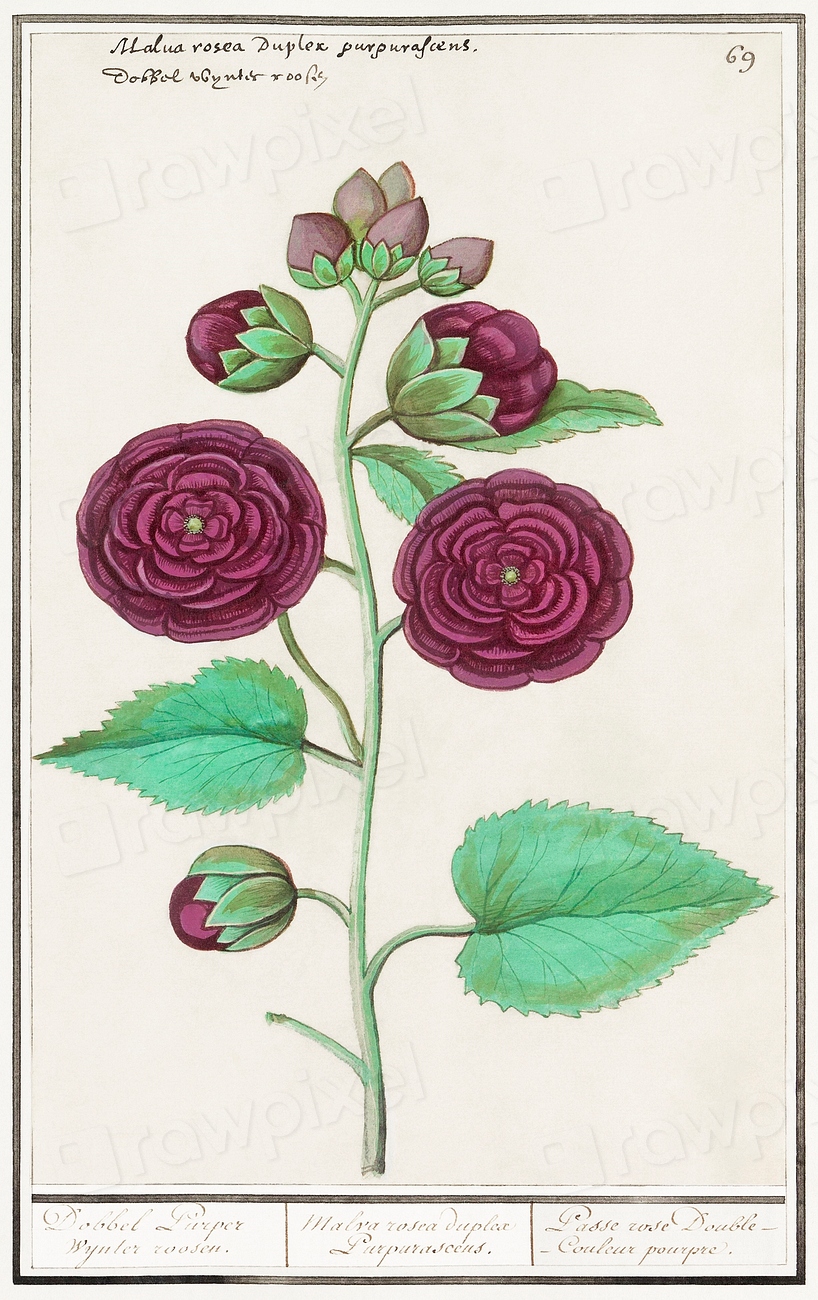 Hollyhock, Alcea rosea (15961610) Anselmus Free Photo Illustration