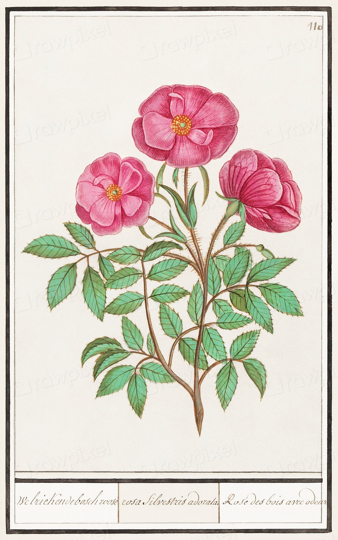 Wild rose, Rosa (1596–1610) Anselmus | Free Photo Illustration - rawpixel