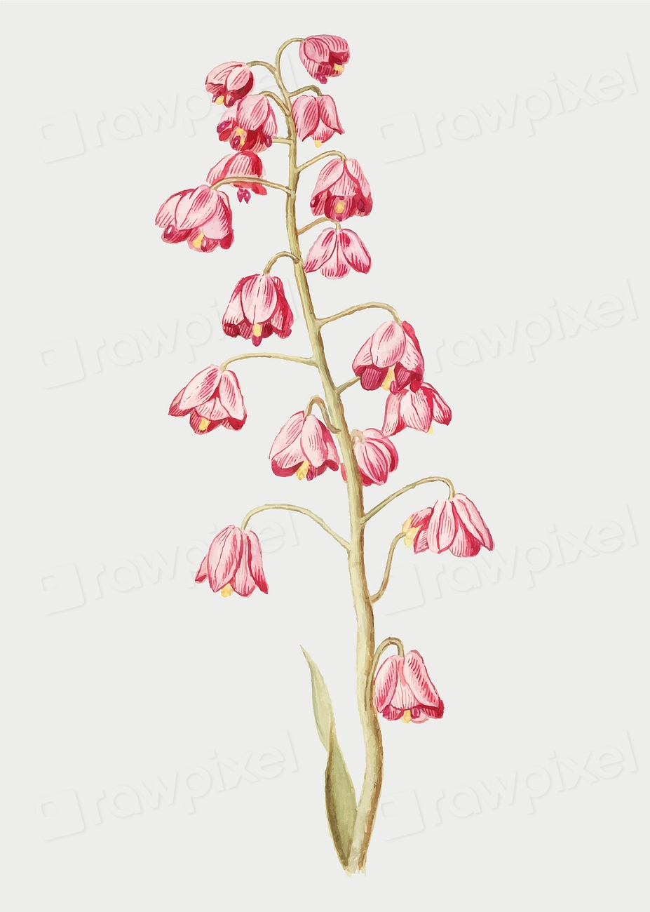 Vintage Persian lily flower illustration Premium Vector Illustration