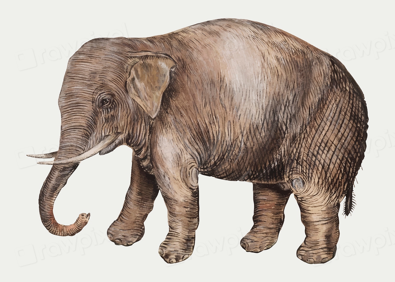 Vintage Asian elephant illustration vector | Premium Vector Illustration - rawpixel