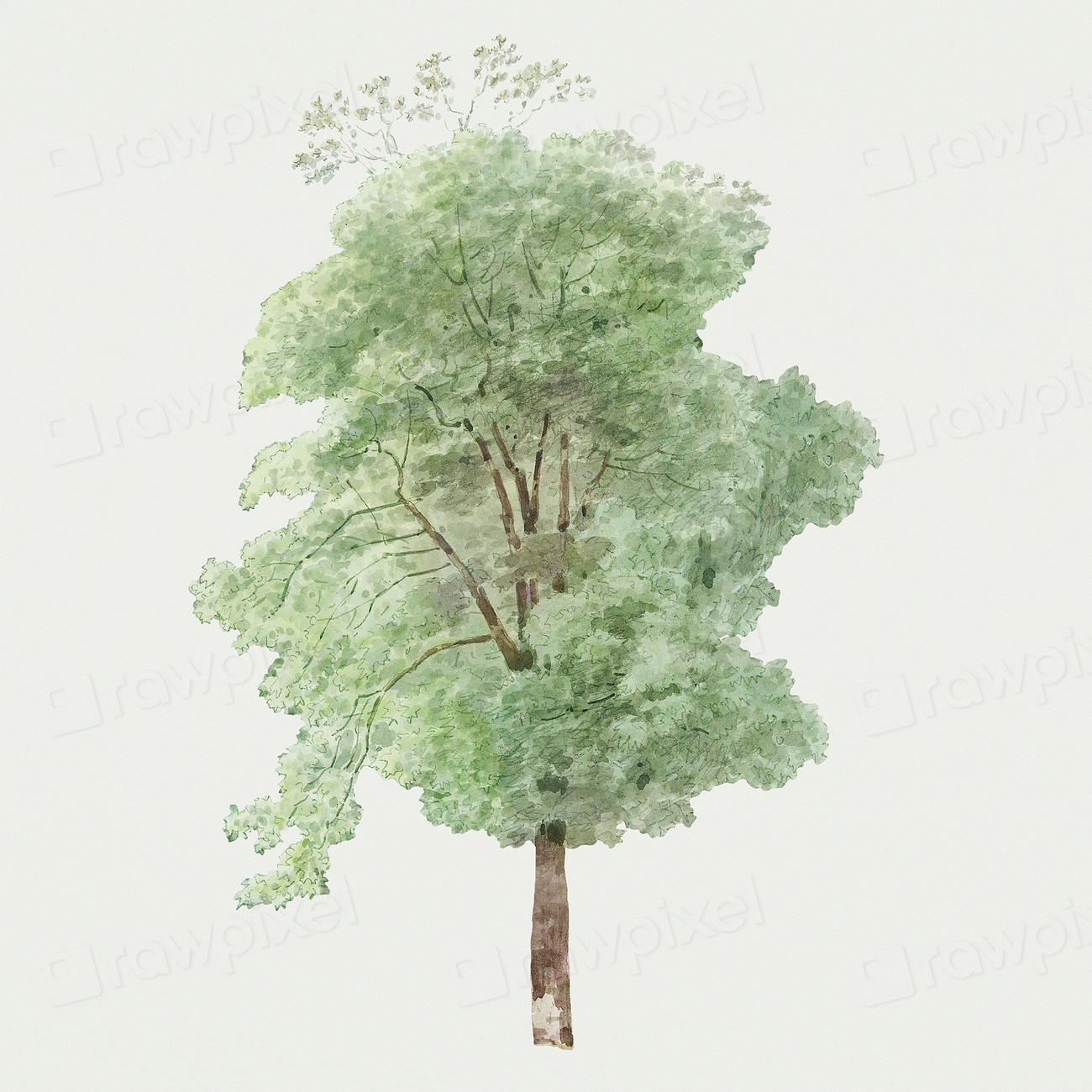 Tall tree Bomen de omgeving | Free Photo Illustration - rawpixel