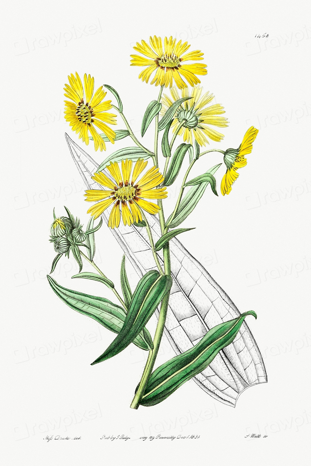 Elegant madia Edwards’s Botanical Register | Free Photo Illustration ...