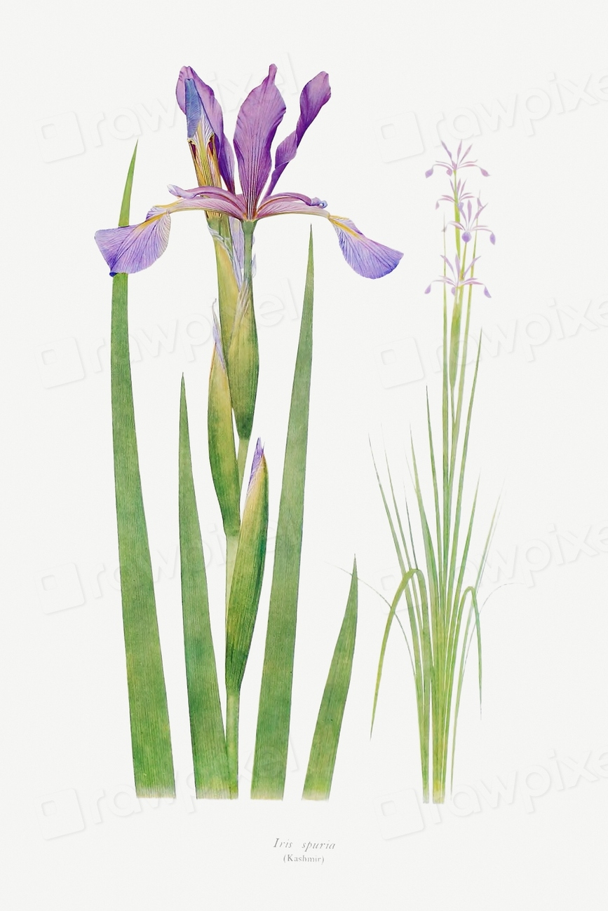 Vintage Iris flower illustration template | Premium PSD - rawpixel