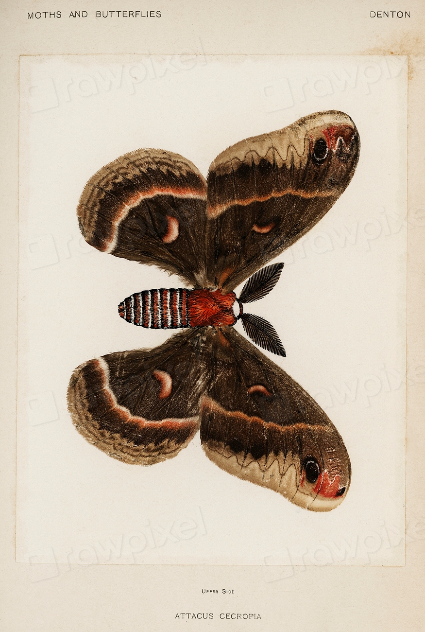 Cecropia Moth (Attacus Cecropia). Digitally | Free Photo Illustration