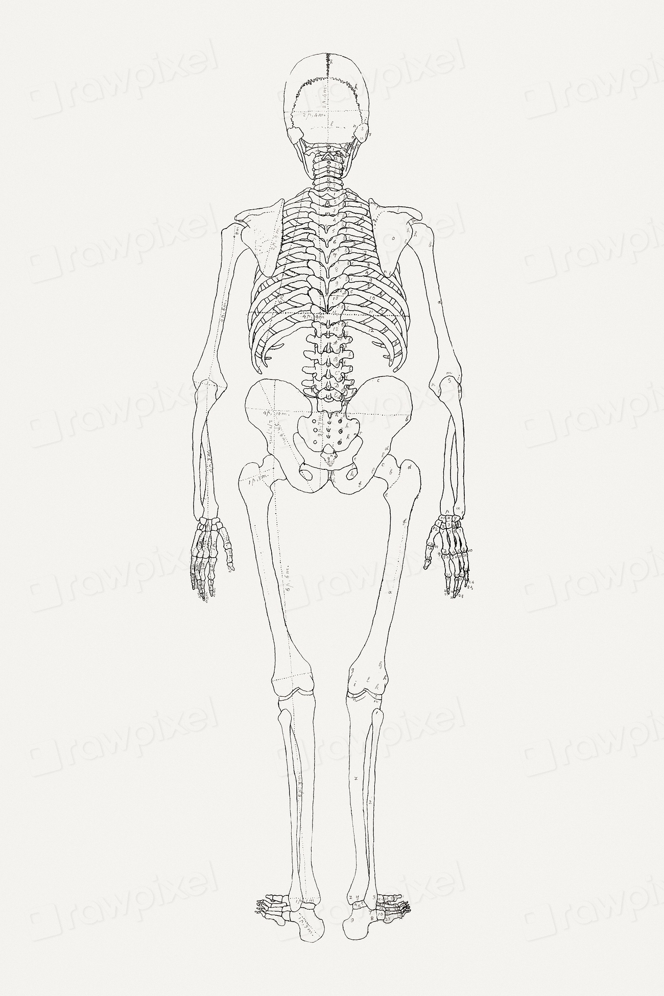 Human Skeleton Posterior View Relates Free Photo Illustration