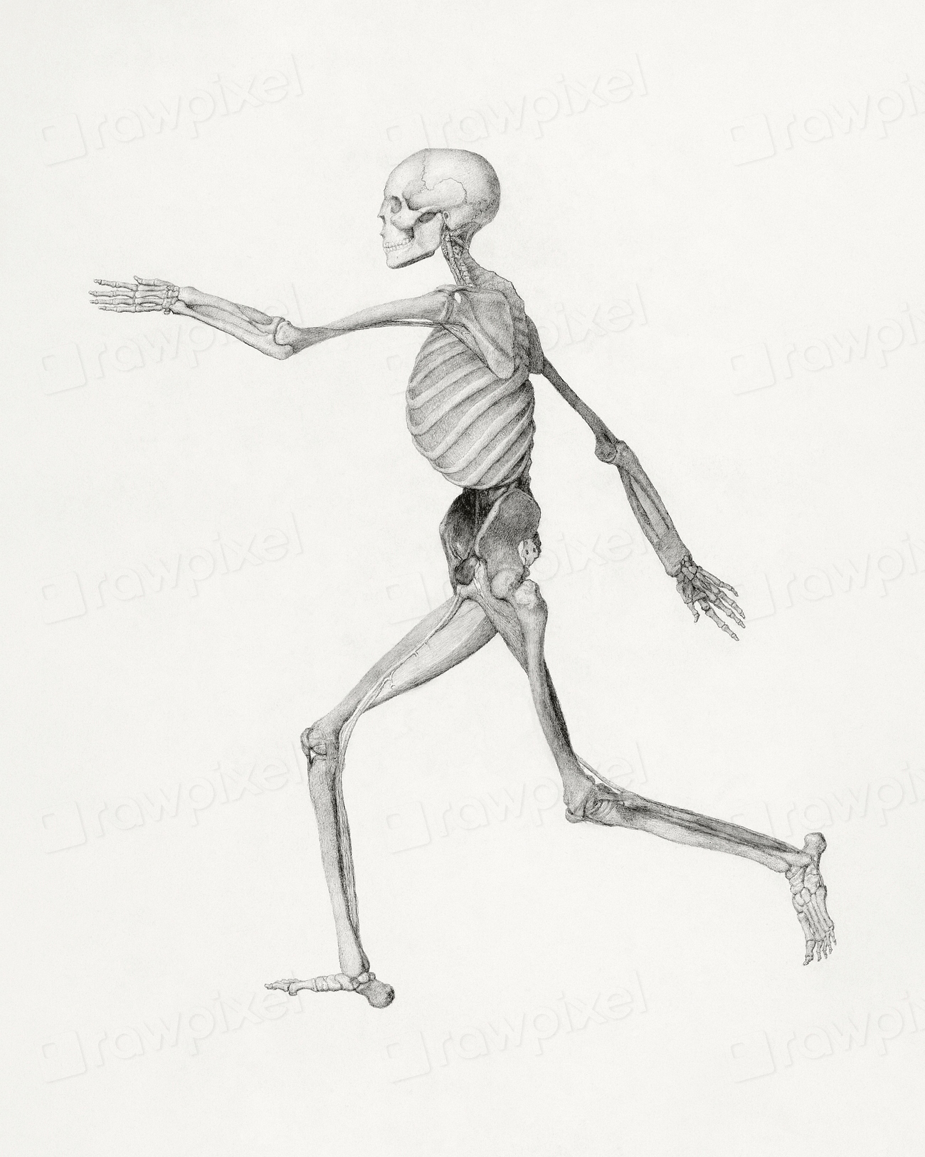 Human Skeleton, Lateral View (Close | Free Photo Illustration - rawpixel