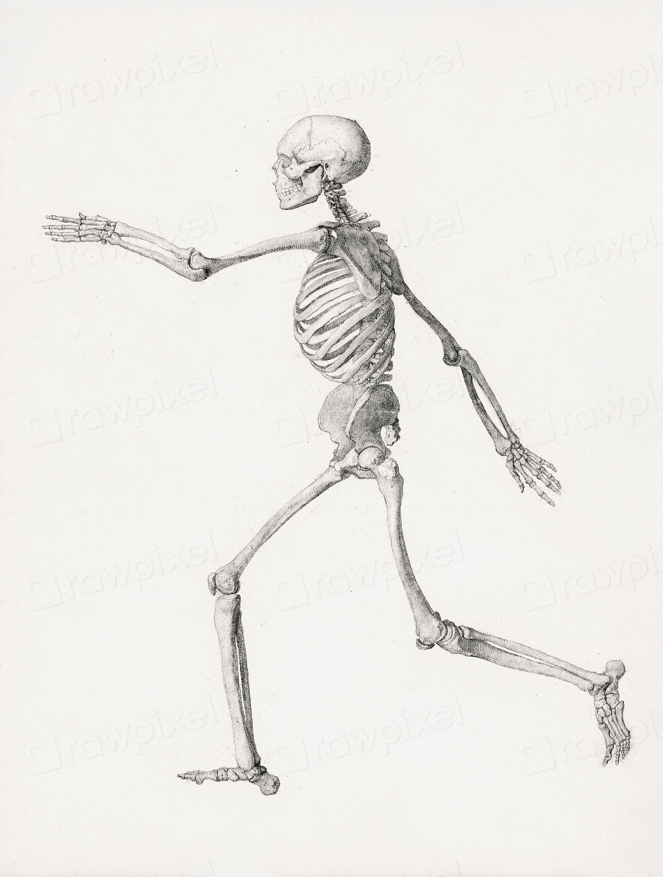 Human Figure, Lateral View (Finished Biology Diagrams