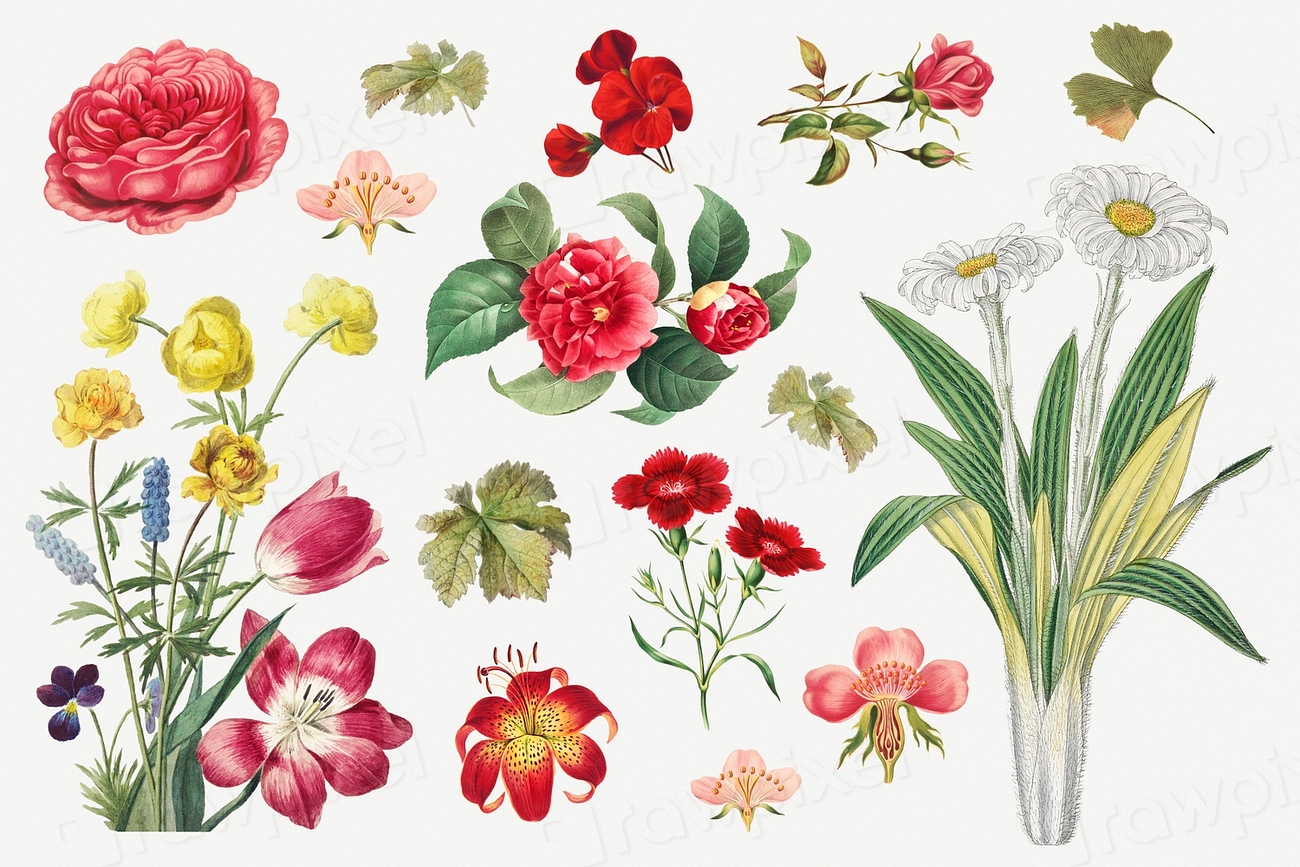 Vintage flower botanical illustration psd | Premium PSD Illustration ...