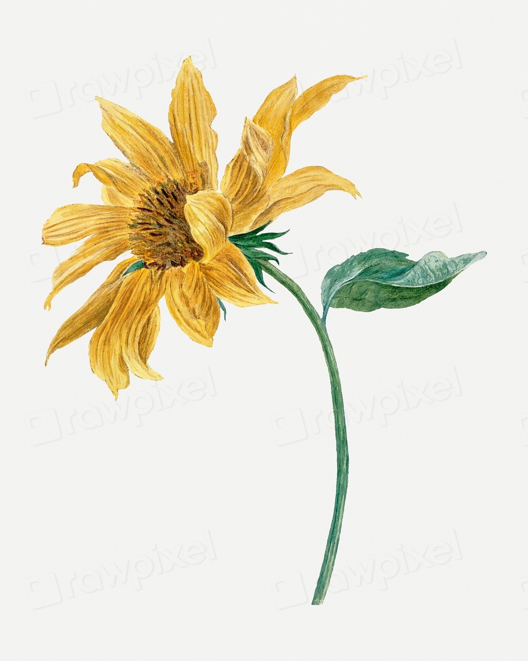 Sunflower psd illustration, remixed artworks Premium PSD rawpixel