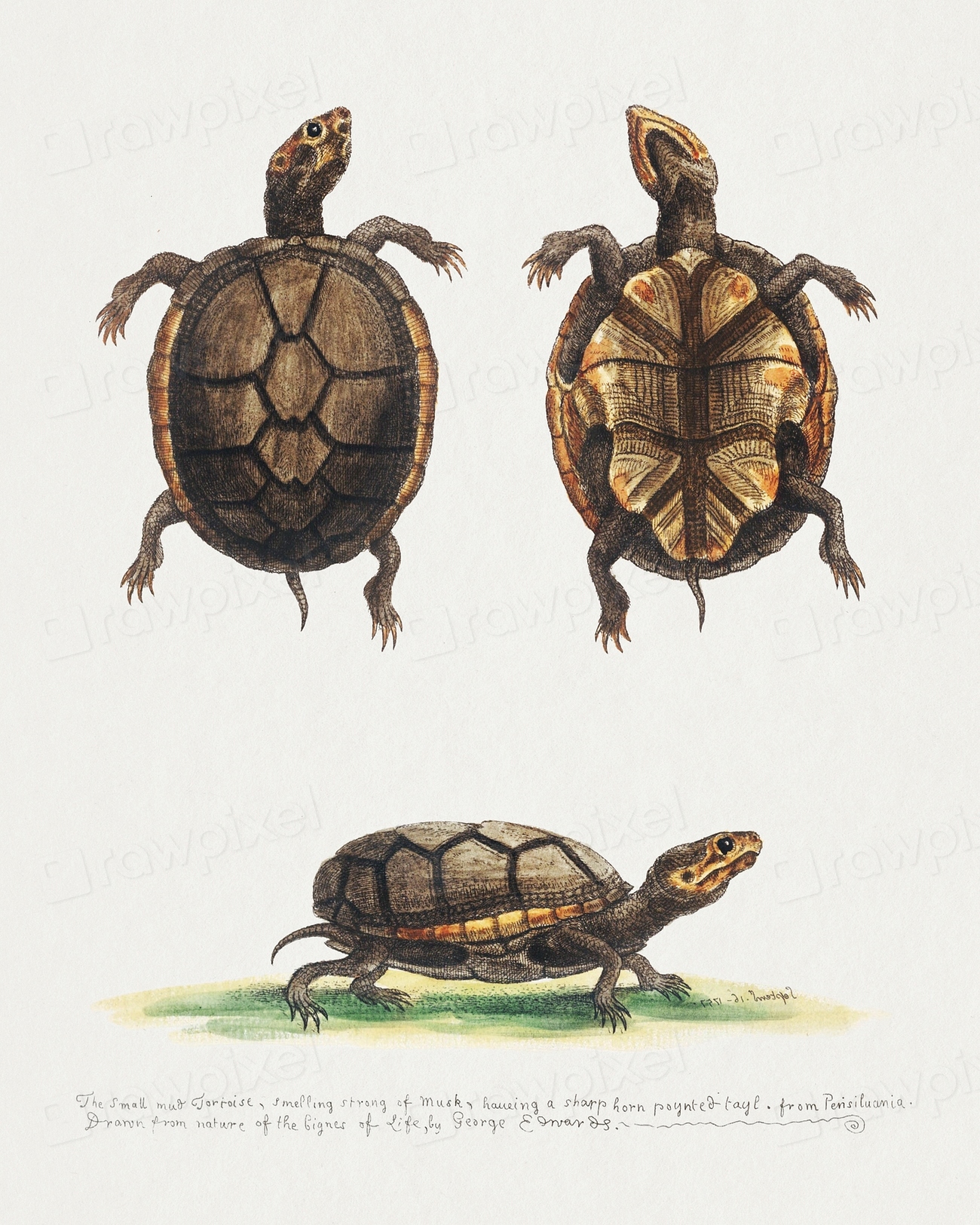 small mud tortoise (1758–1764) print | Free Photo Illustration - rawpixel