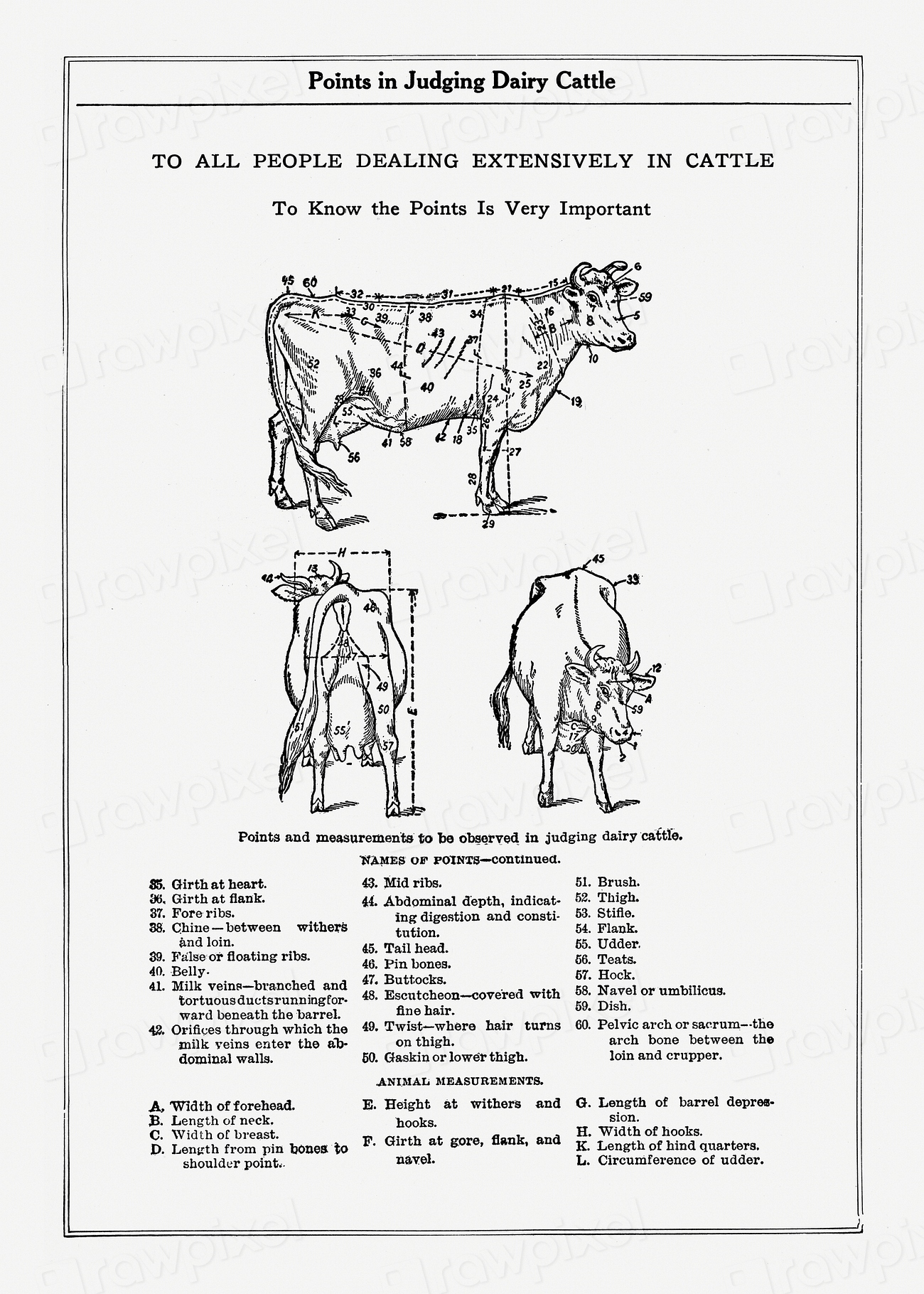 Vintage cow anatomy drawing. Digitally | Free Photo Illustration - rawpixel