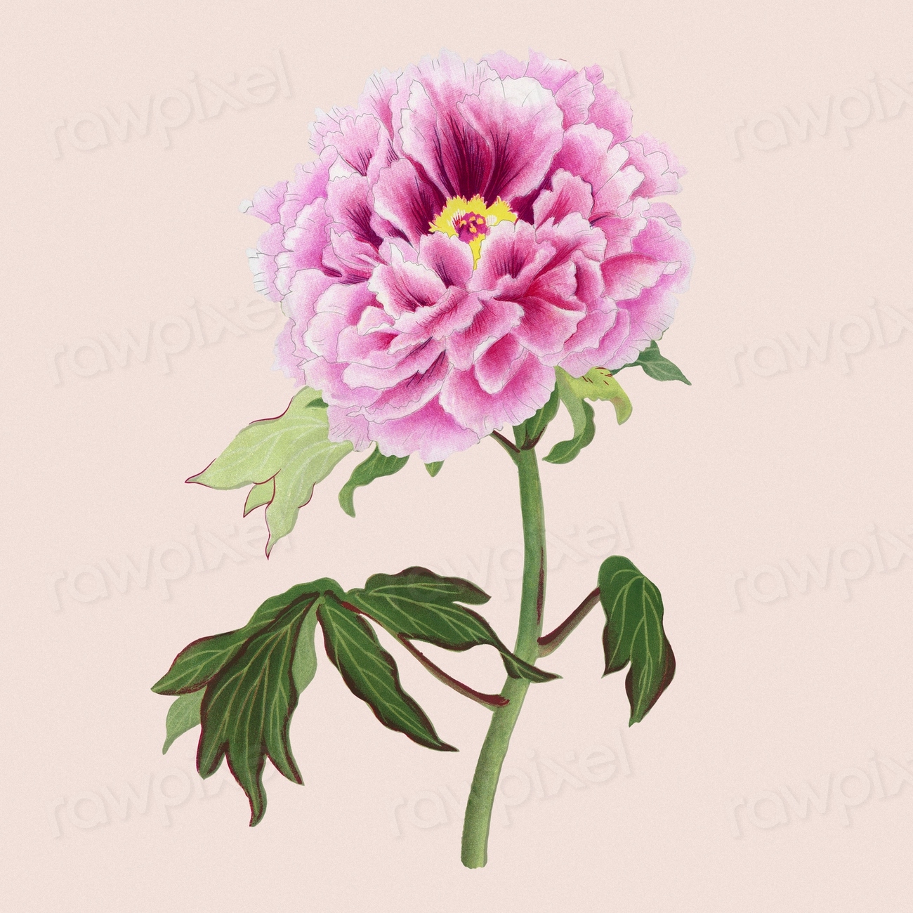 Aesthetic peony flower sticker, floral | Premium PSD Illustration