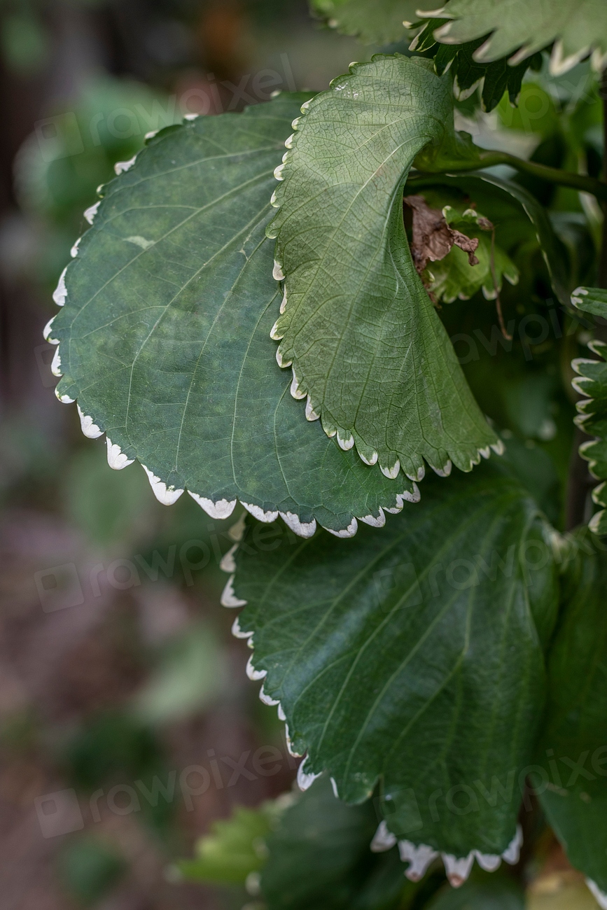 Natural green Acalypha Wilkesiana leaves | Premium Photo - rawpixel
