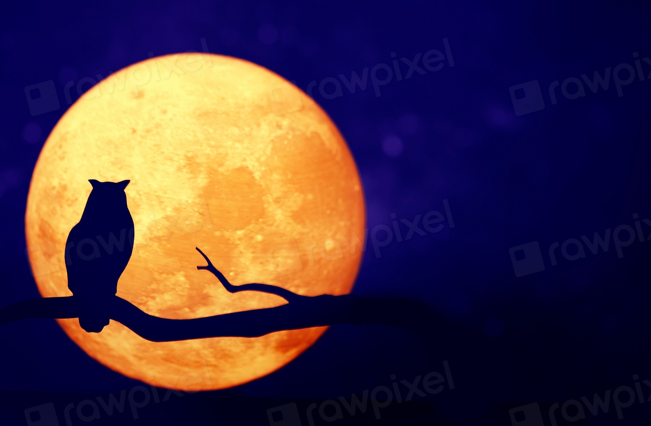 Owl Full Moon Night Sky | Premium Photo - Rawpixel