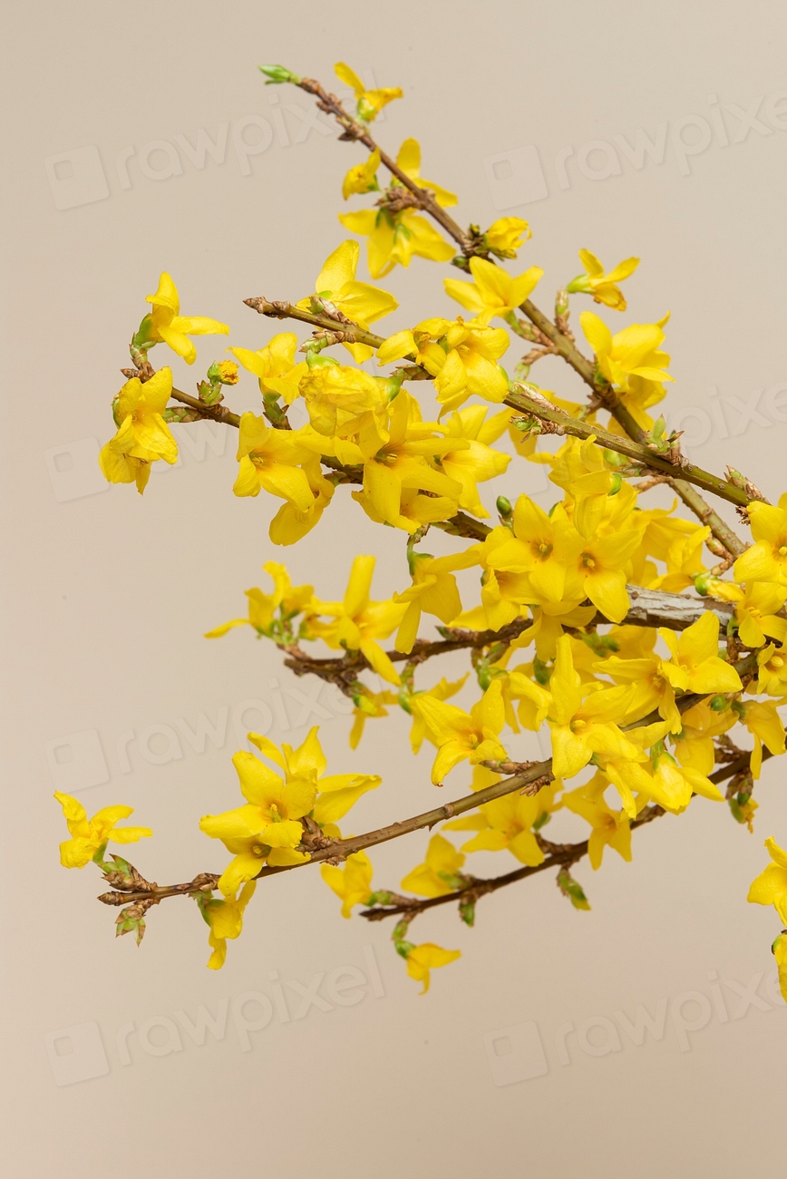 Blooming forsythia flowers | Photo - rawpixel