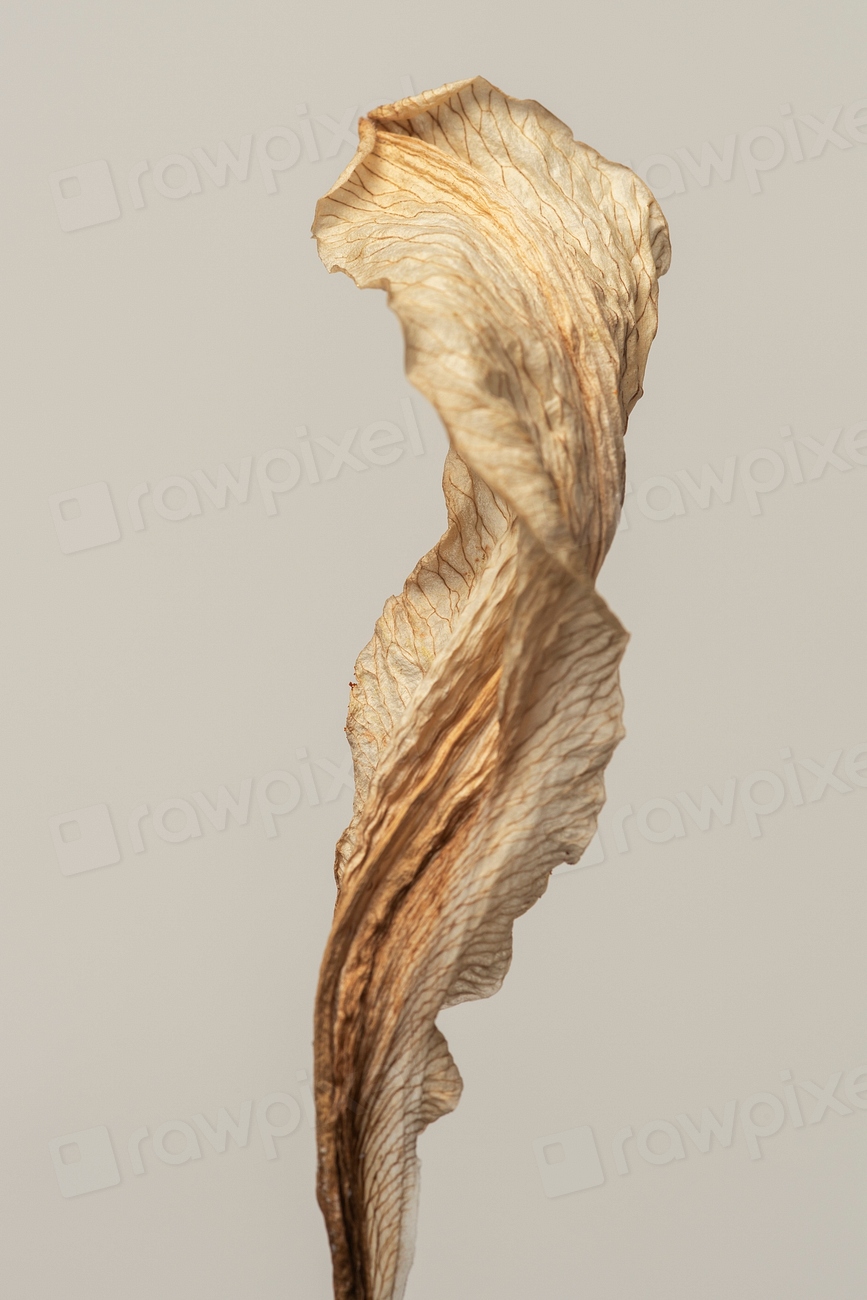 Dried lily flower gray background | Premium Photo - rawpixel