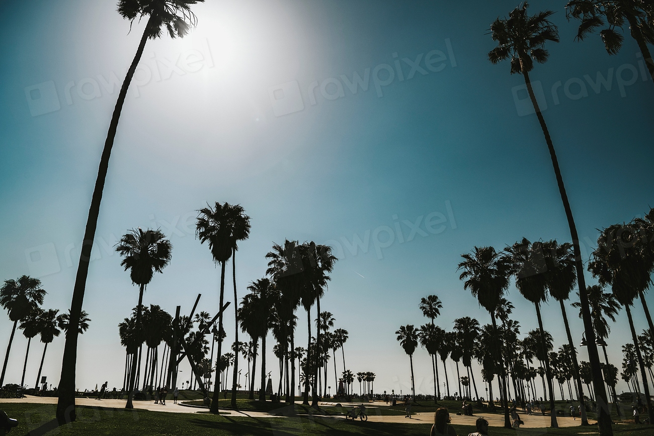 Palm trees by Venice beach | Free Photo - rawpixel