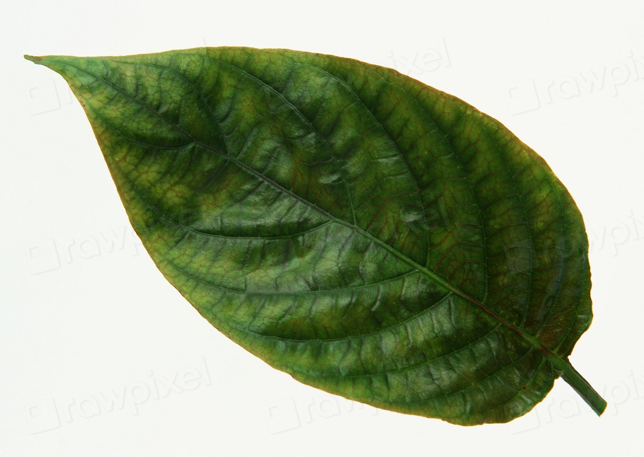 dark type moves leaf green