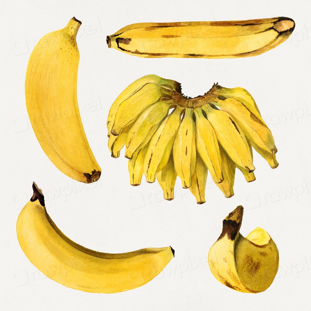 Detailed Hand Drawn Fresh Banana Premium Psd Rawpixel 