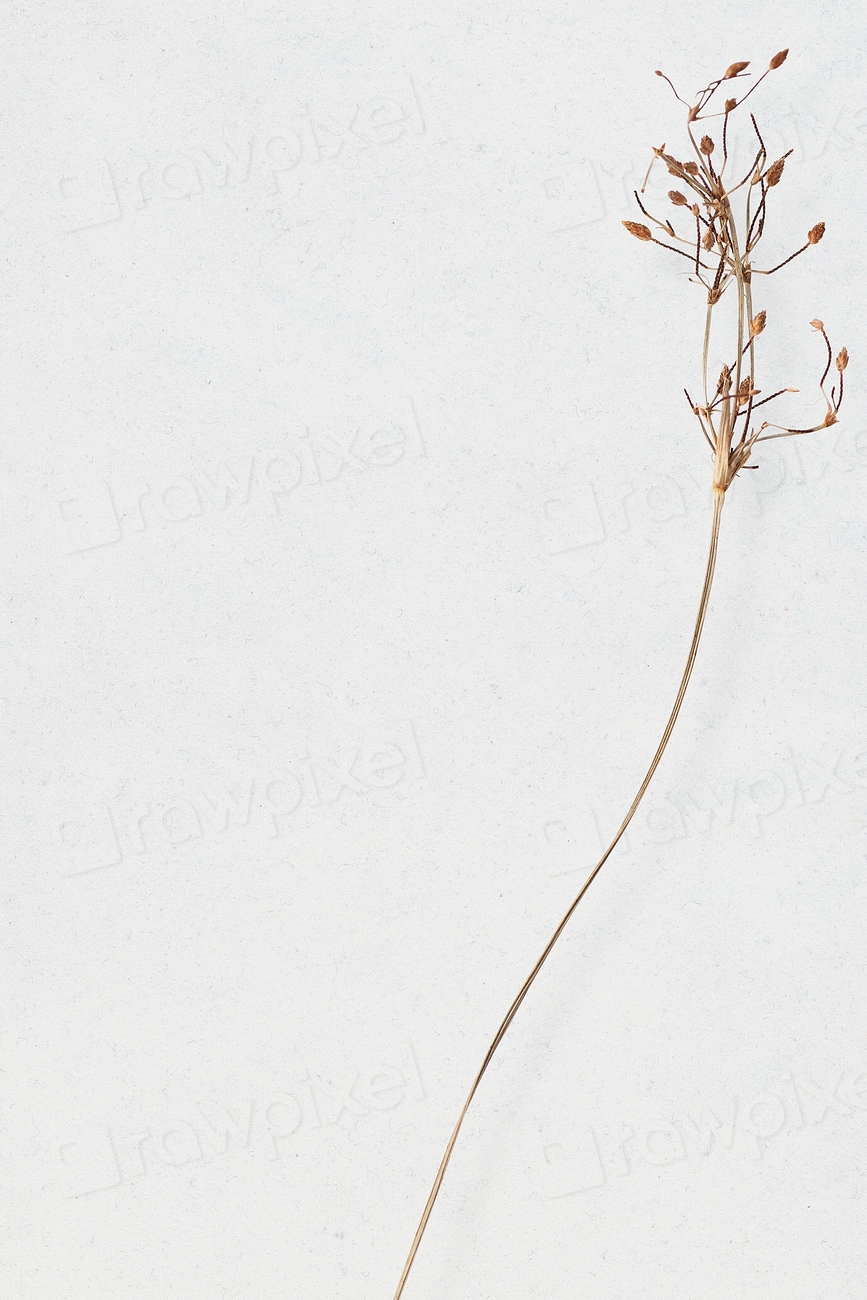 Earth tone floral background wallpaper | Premium Photo - rawpixel