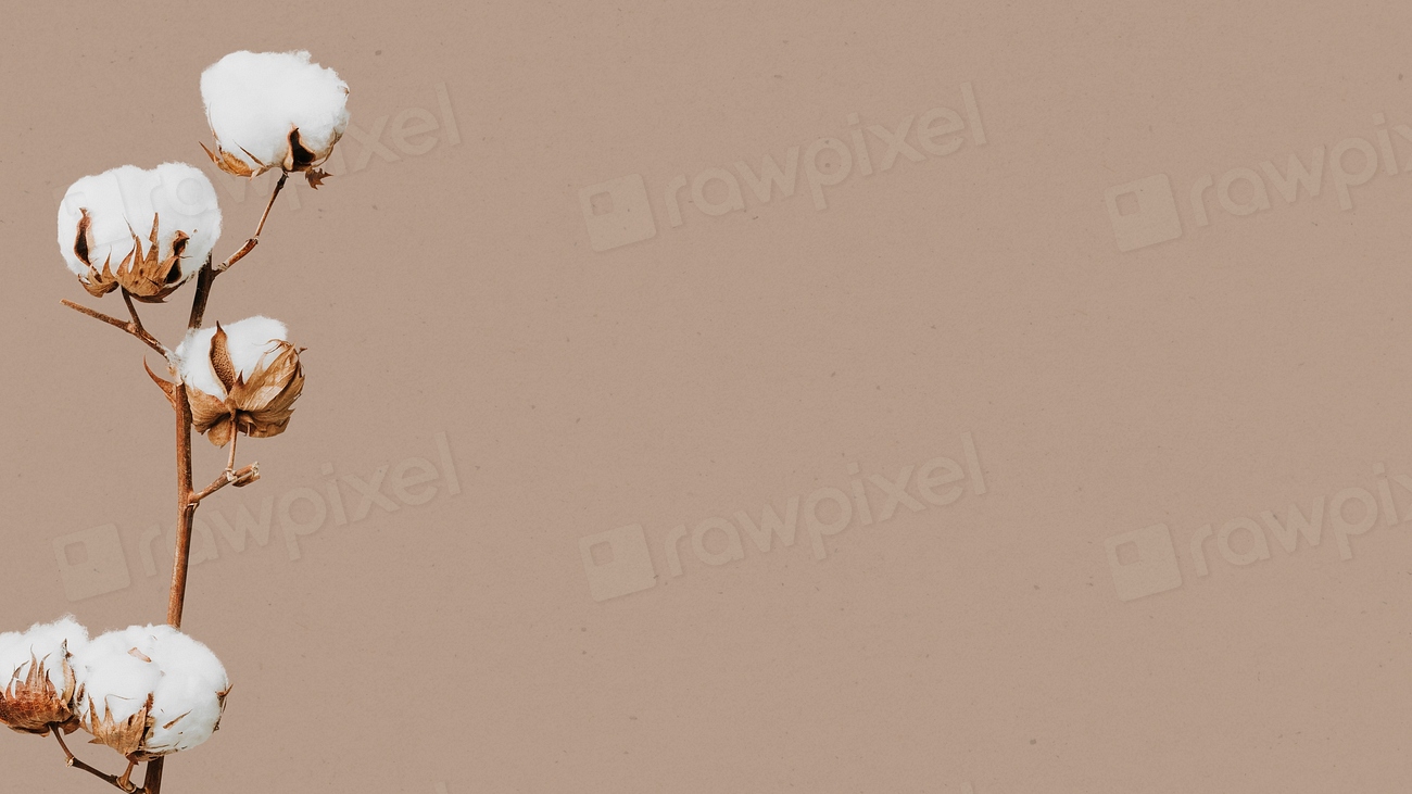 Cotton flower background and design Free Photo rawpixel