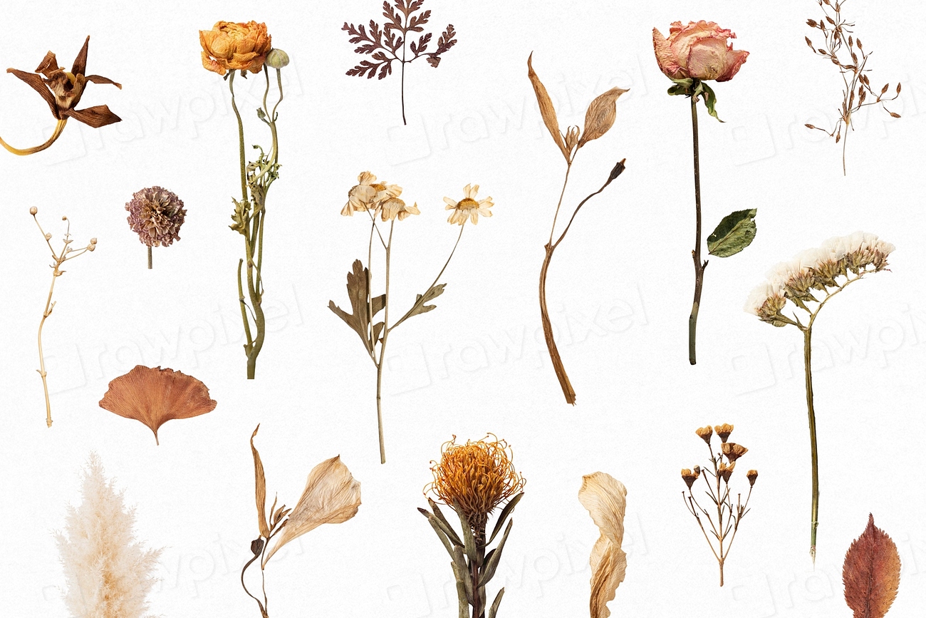 Dried flower mockup patterned background Premium PSD rawpixel