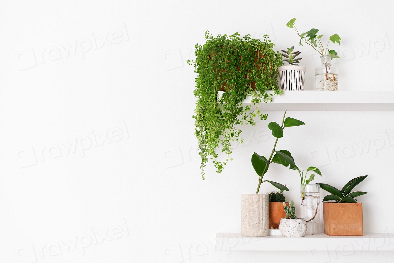Zoom background House Plants