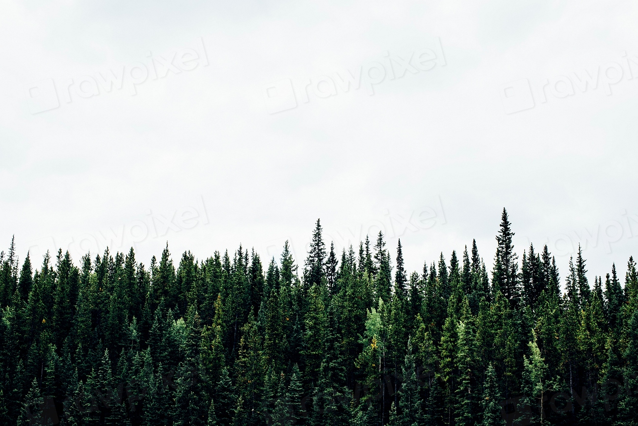 Canadian Treeline. Original public domain Free Photo rawpixel