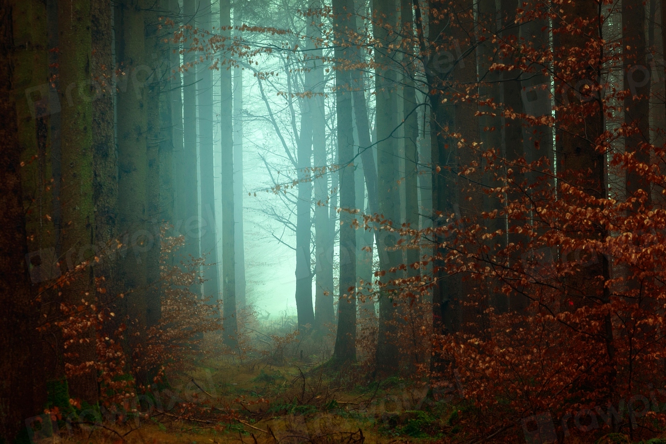 woods night. Original public domain | Free Photo - rawpixel