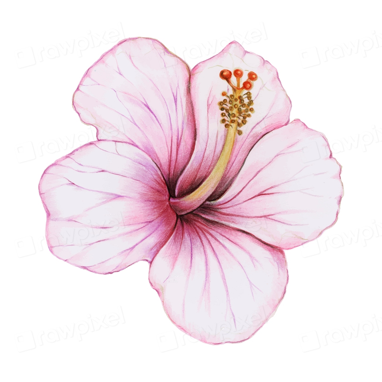 Illustration hibiscus flower watercolor style Premium Vector