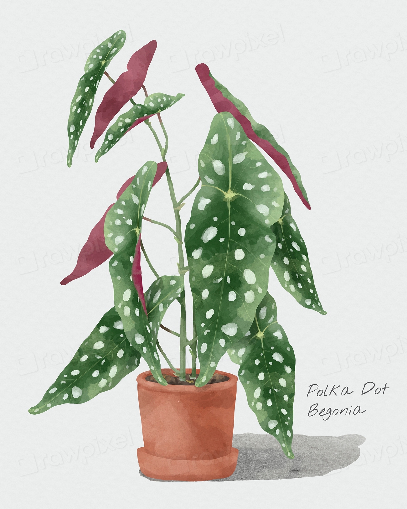 6. Enhance Your Home With The Vibrant Polka Dot Begonia