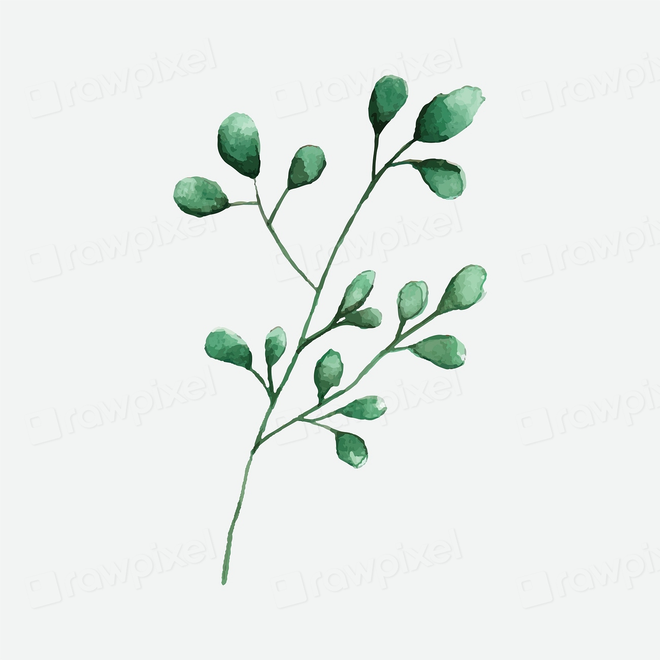 Silver dollar eucalyptus leaves painted | Free Vector - rawpixel