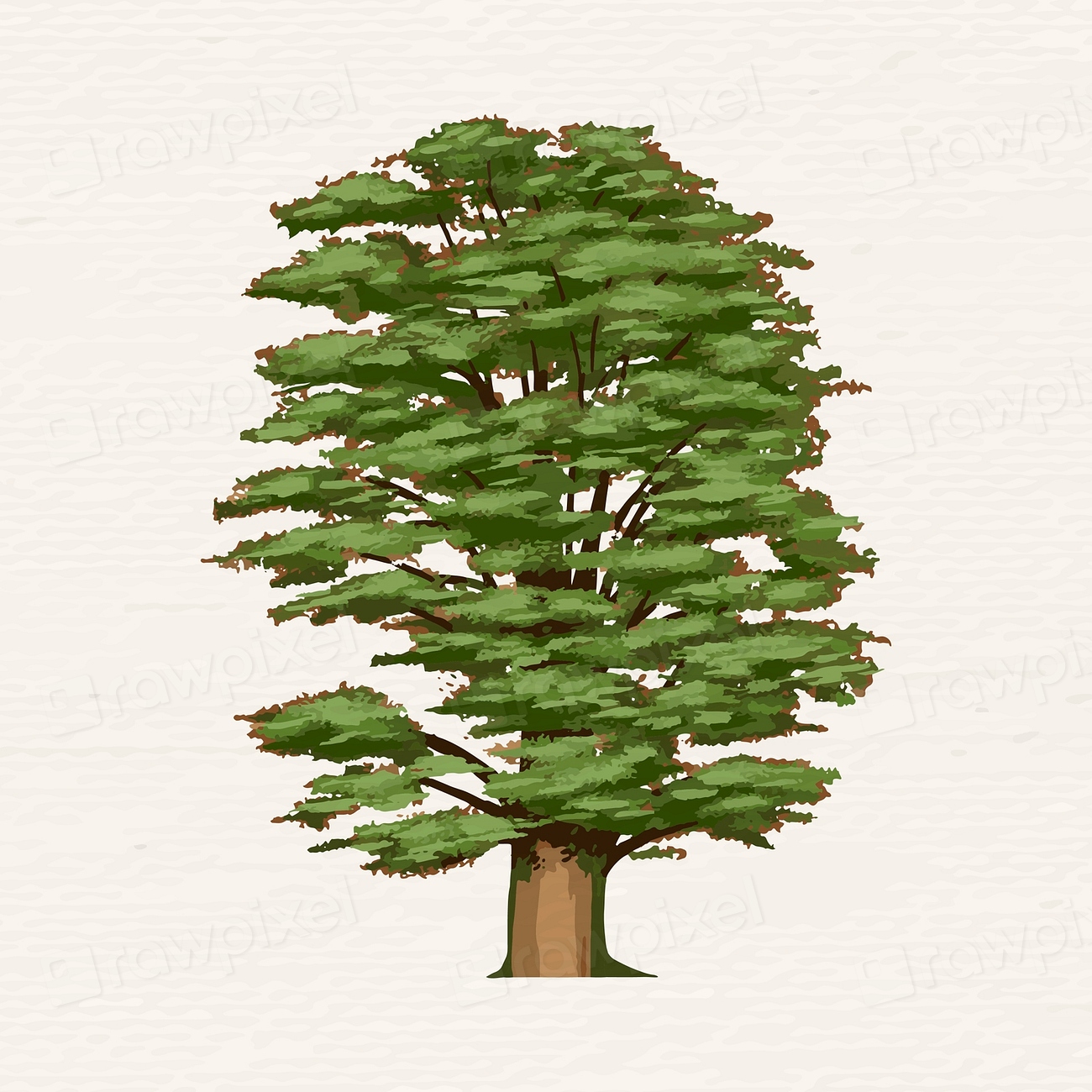 Hand drawn cedar of Lebanon | Premium Vector Illustration - rawpixel