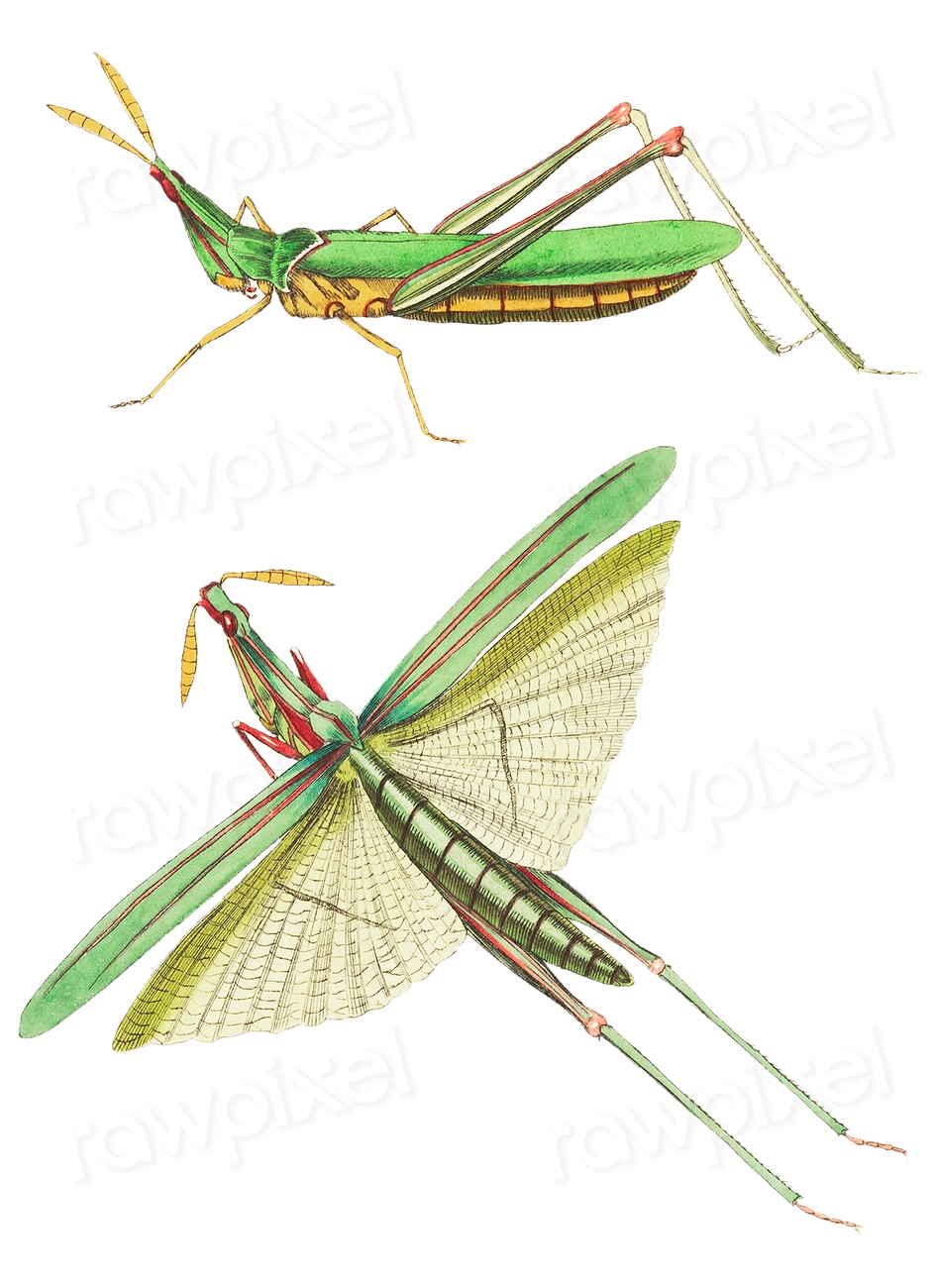 Long-fronted Locust or Green Locust | Free Photo Illustration - rawpixel