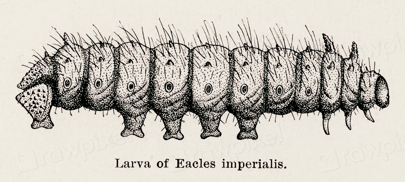 Larva Eacles imperialis (Imperial Moth). | Free Photo Illustration ...