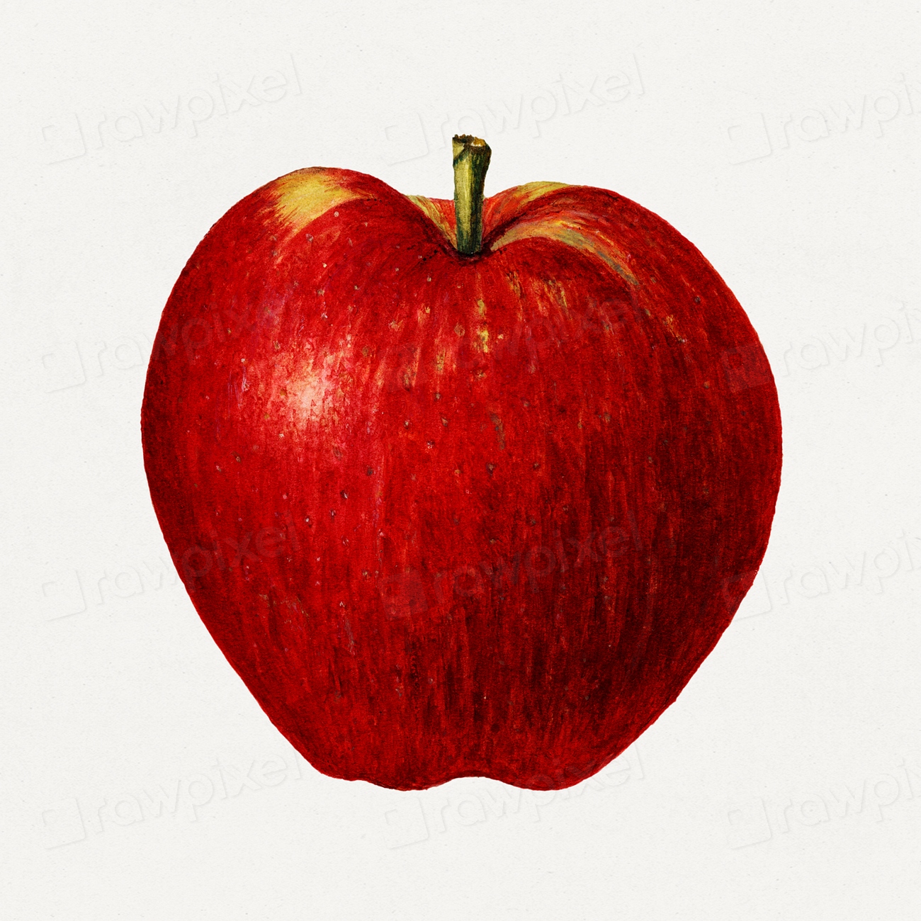 Vintage Apple Illustration Digitally Enhanced Free Photo