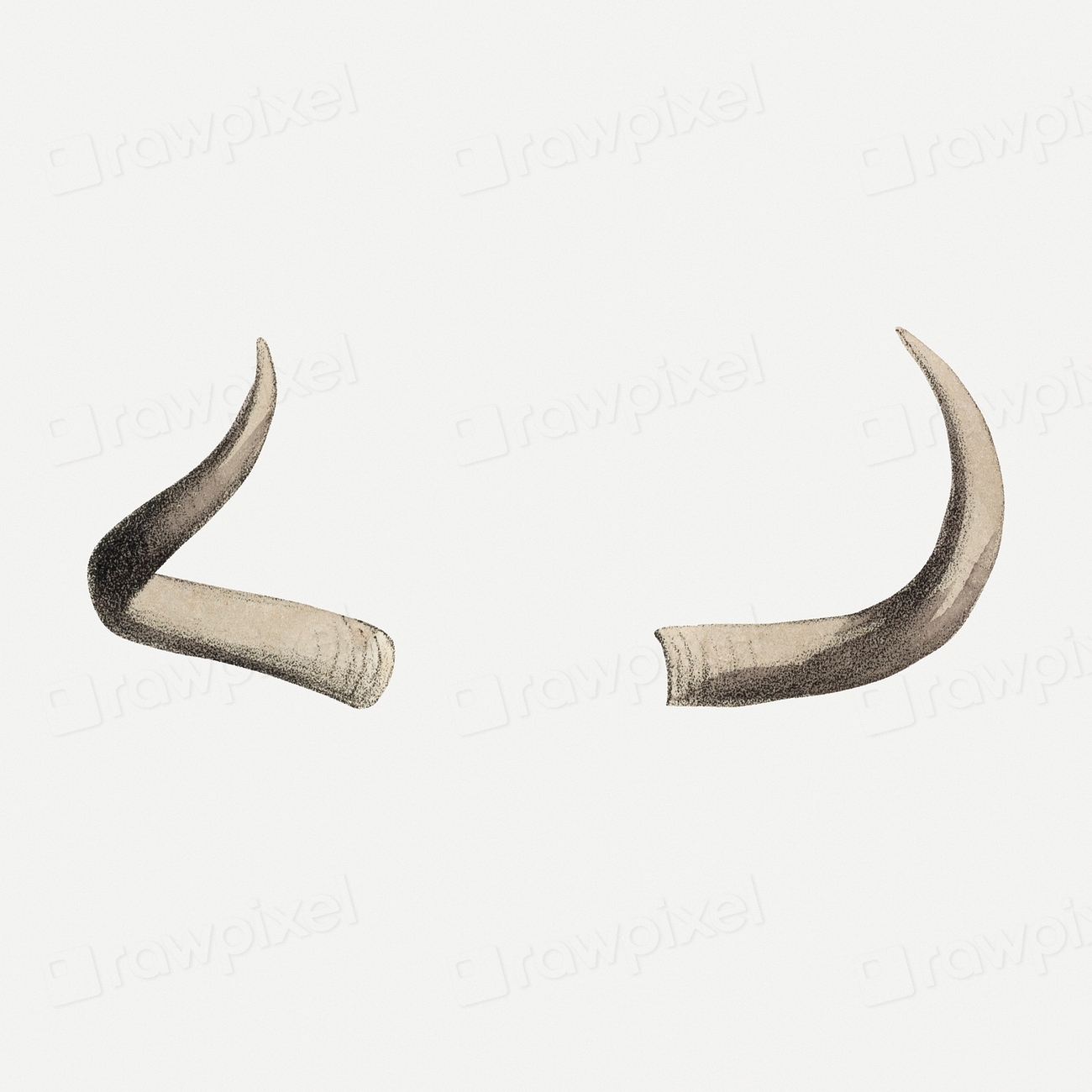 Yak horns clipart, vintage animal | PSD Illustration - rawpixel