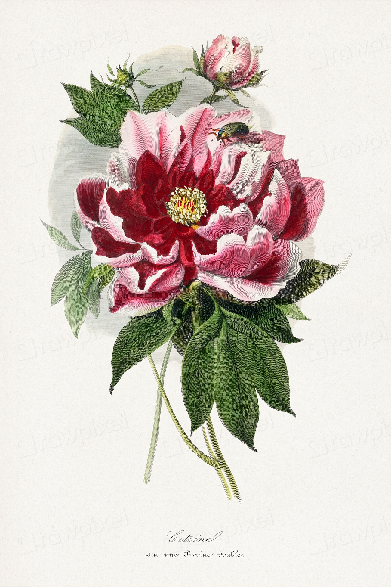 Peony flower painting. Digitally enhanced | Free Photo Illustration ...