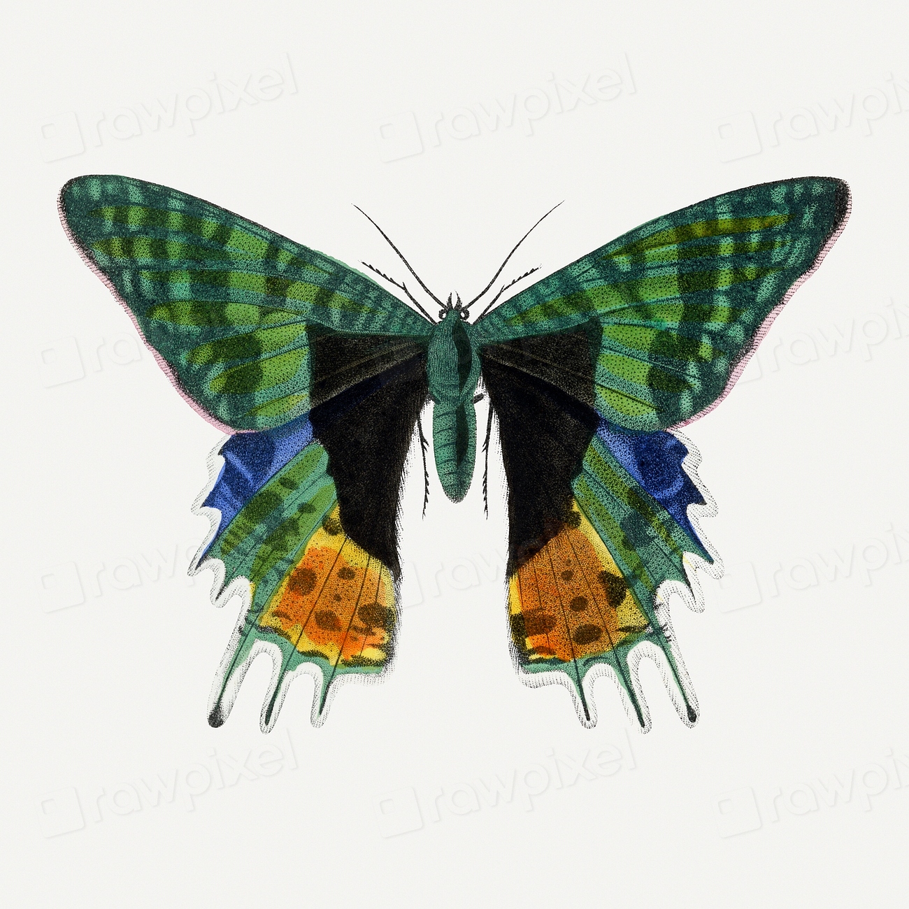 Butterfly illustration, aesthetic painting Premium Photo Illustration